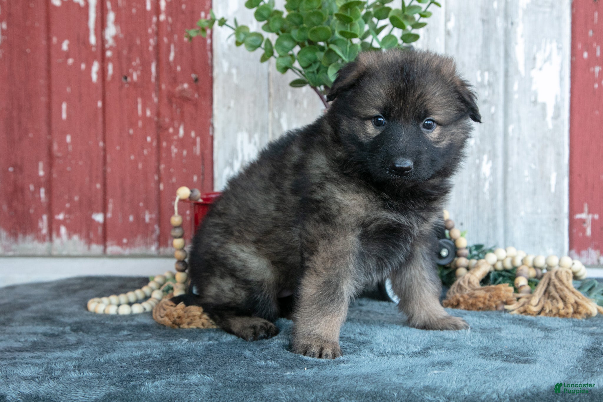 German Shepherd dogs for sale: Katie - Ad 2