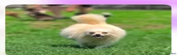 Pomeranian dogs for sale: Duke - Ad 4