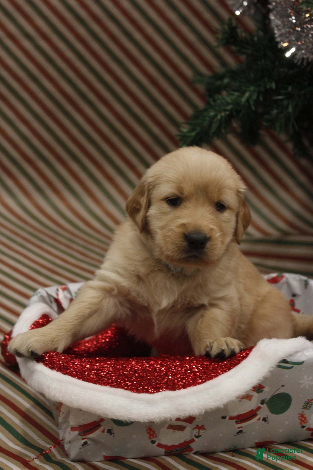 Golden Retriever dogs for sale: Jingle - Ad 4
