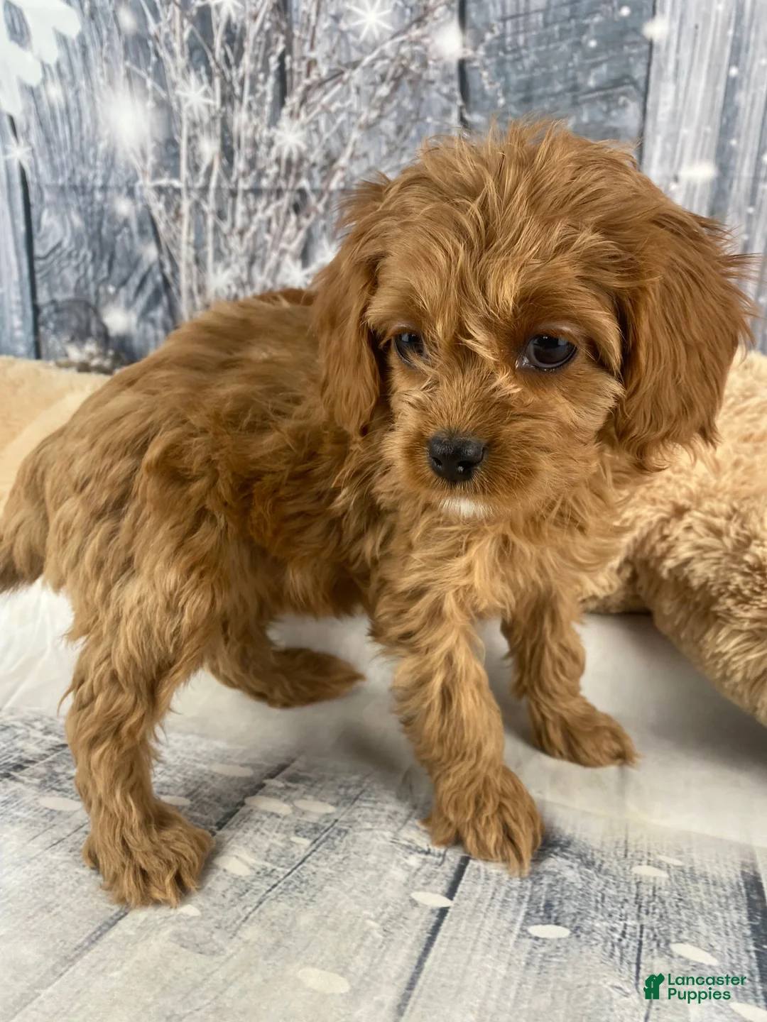 Cavapoo dogs for sale: Rosie - Ad 5