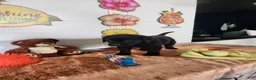 Labrador Retriever dogs for sale: Max - Ad 7