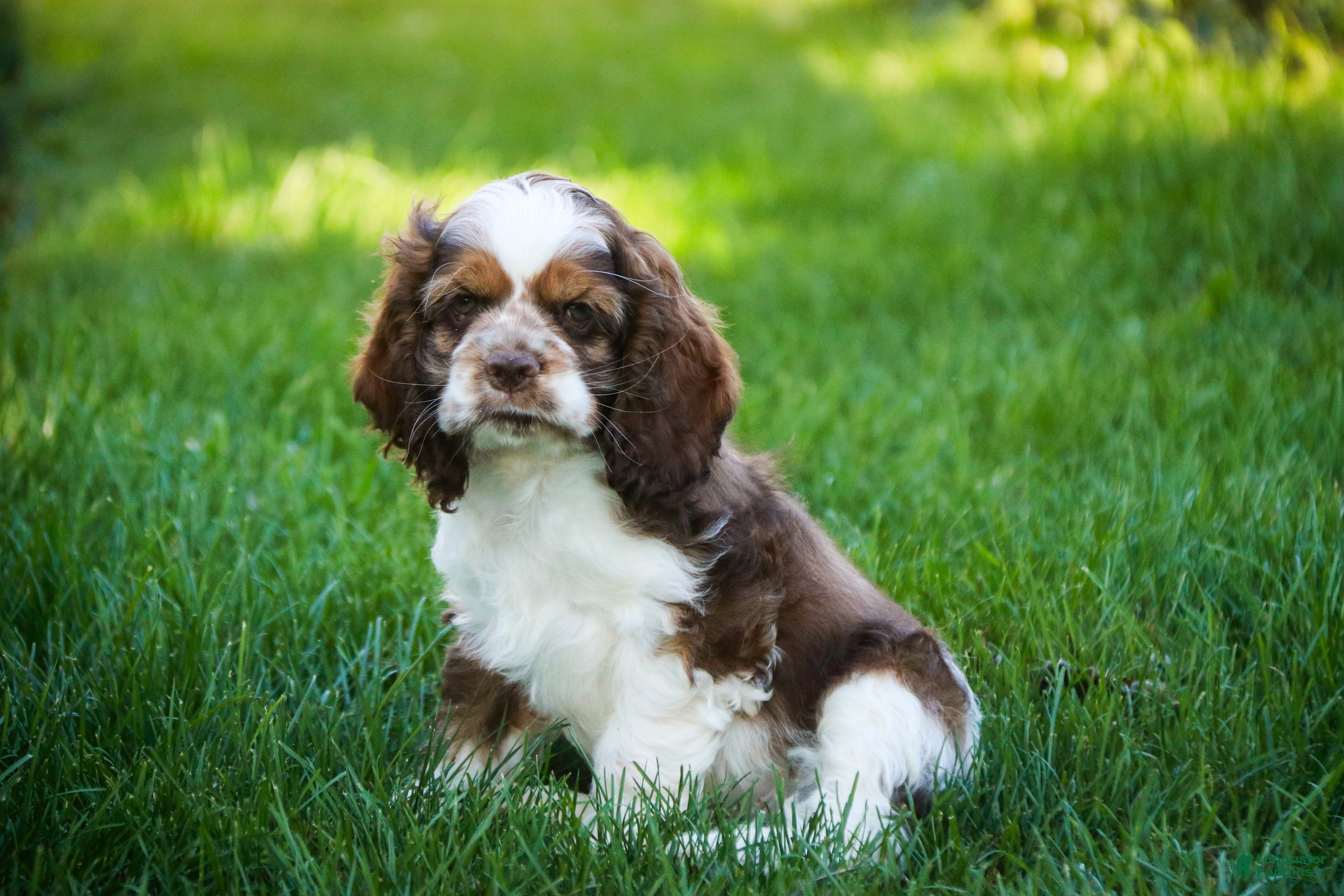 Cocker Spaniel dogs Badger - Ad 19