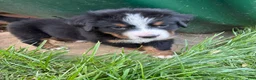 Bernese Mountain Dog dogs for sale: Aurora - Ad 2