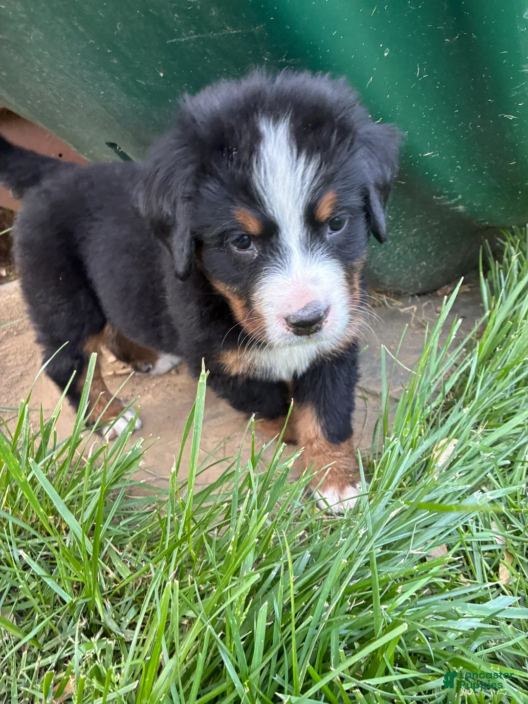 Bernese Mountain Dog dogs for sale: Aurora - Ad 2
