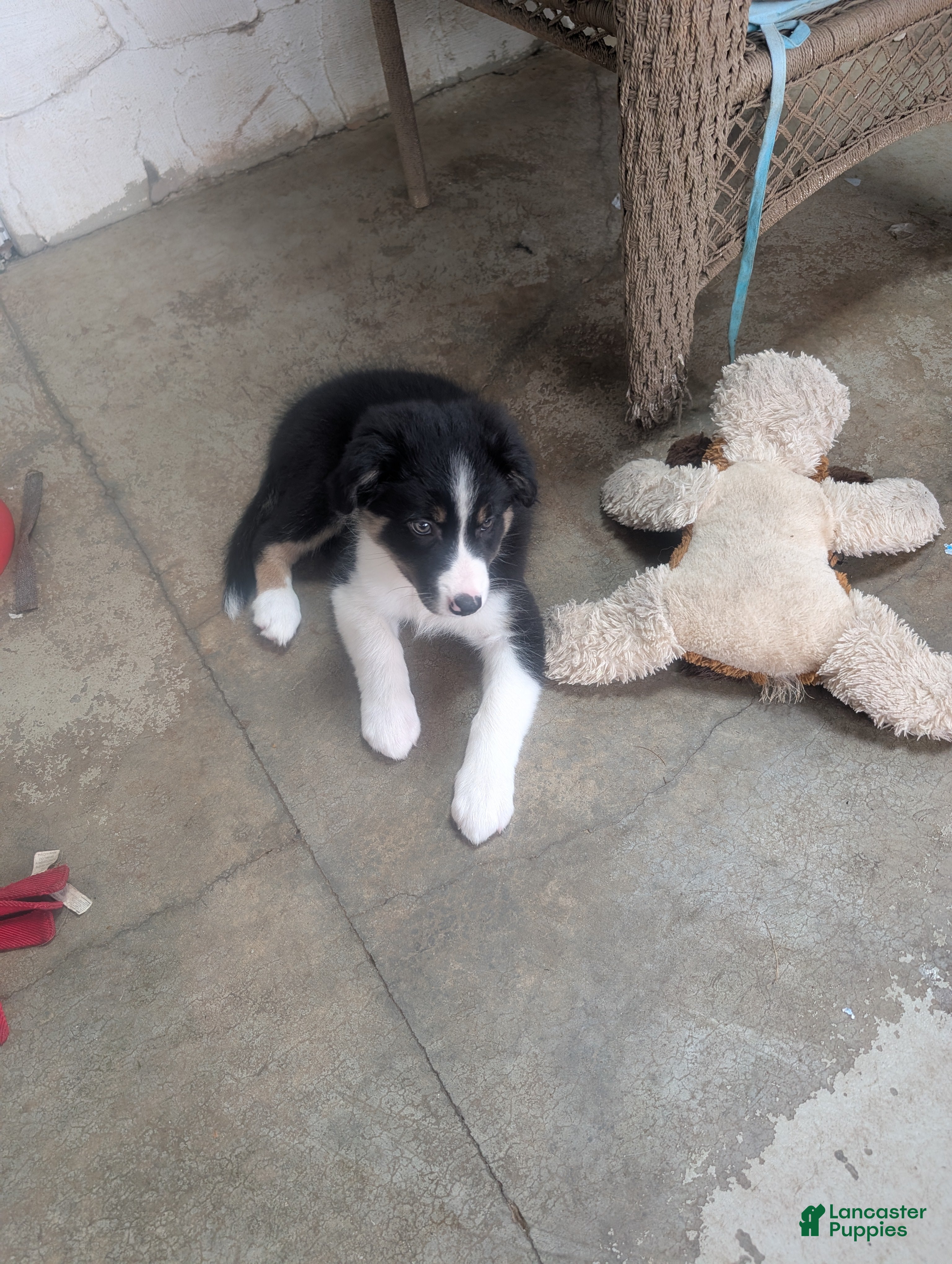 Border Collie dogs Border Collie 2 - Ad 32