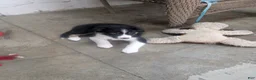 Border Collie dogs for sale: Border Collie 2 - Ad 1