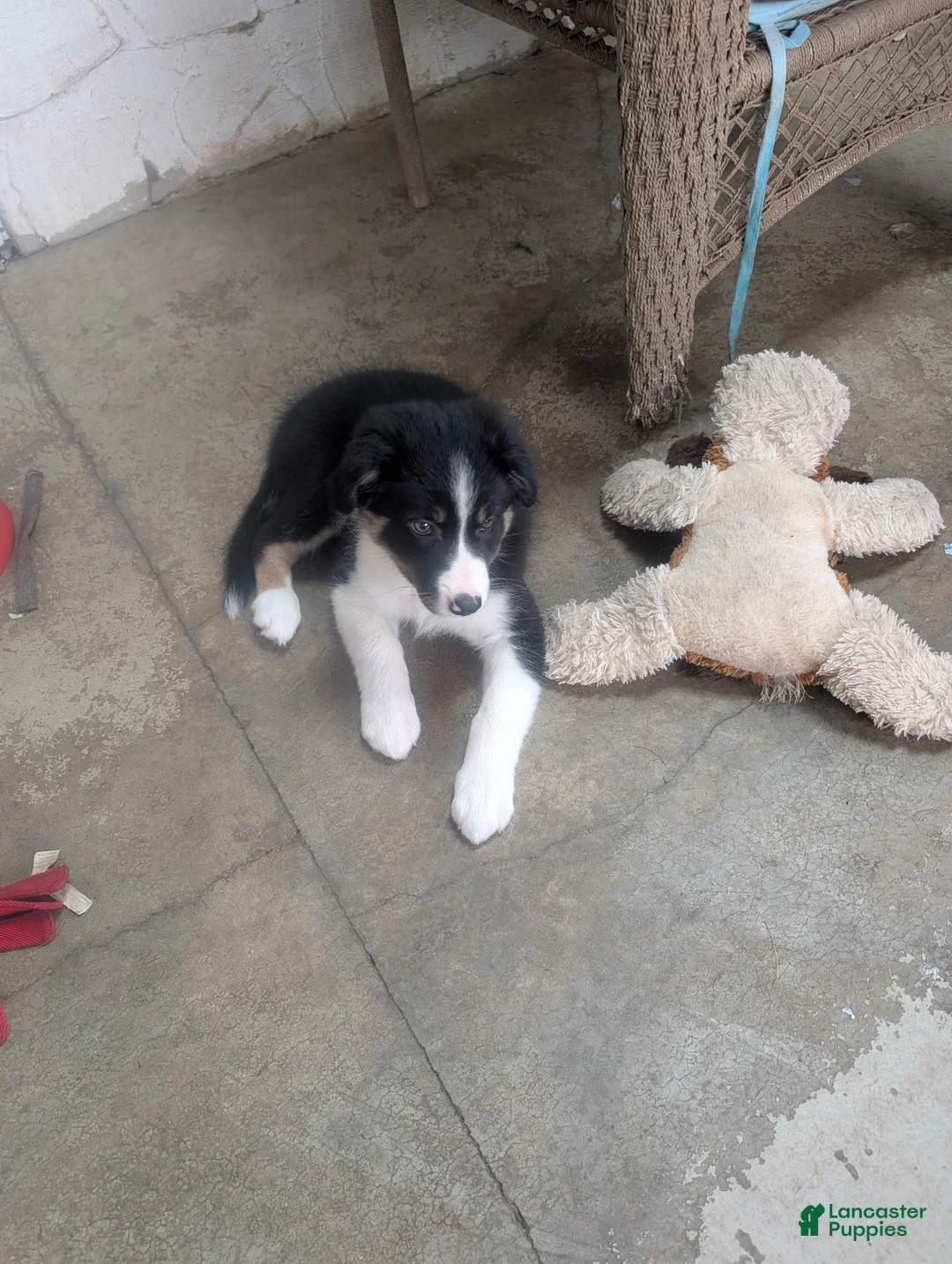 Border Collie dogs for sale: Border Collie 2 - Ad 1