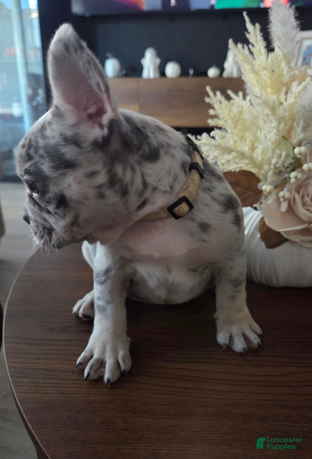 French Bulldog dogs for sale: French Bulldog Puppy 5 - Ad 3