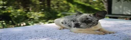 French Bulldog dogs for sale: GONZO -FLUFFY CARRIER (bottle baby) - Ad 2