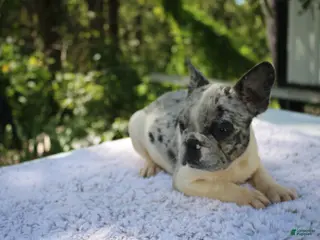 French Bulldog dogs GONZO -FLUFFY CARRIER (bottle baby) - Ad 2