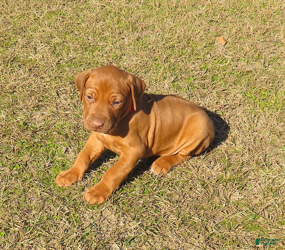 Rhodesian Ridgeback dogs for sale: Rhodesian Ridgeback Puppy 1 - Ad 2