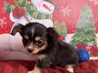 Chihuahua dogs Chihuahua Puppy 2 - Ad 26