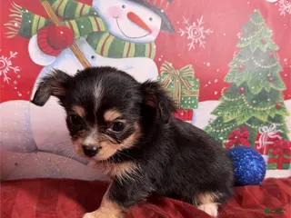 Chihuahua dogs Chihuahua Puppy 2 - Ad 20