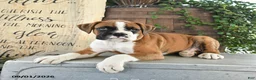Boxer dogs for sale: Ryder - Ad 3
