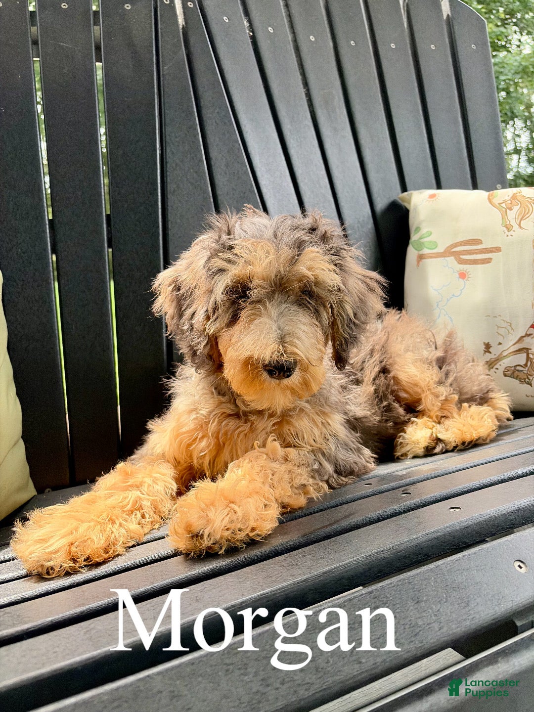 Mixed Breed dogs Morgan - Ad 1