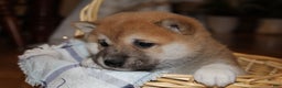 Shiba Inu dogs for sale: Toffee - Ad 2