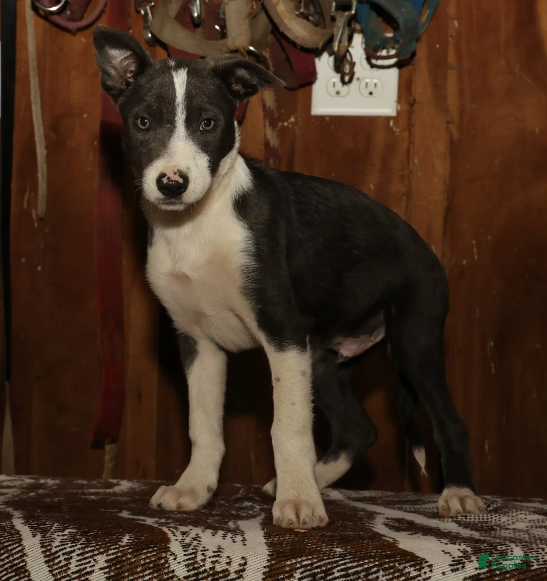 Border Collie dogs for sale: Charlie - Ad 2