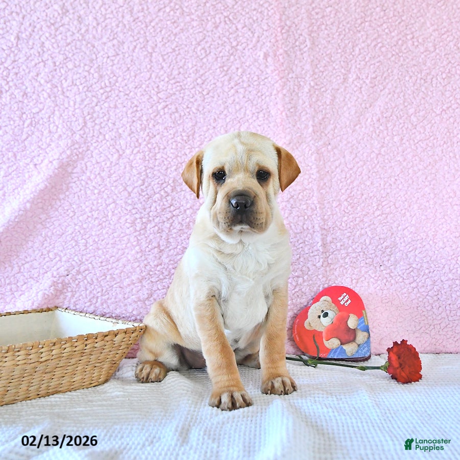 Mini Hippo dogs Deja  - Ad 3