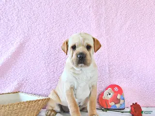 Mini Hippo dogs Deja - Ad 3