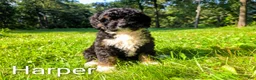 Mini Bernedoodle dogs for sale: Harper - Ad 3