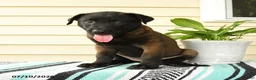 Belgian Malinois dogs for sale: Zuri - Ad 5