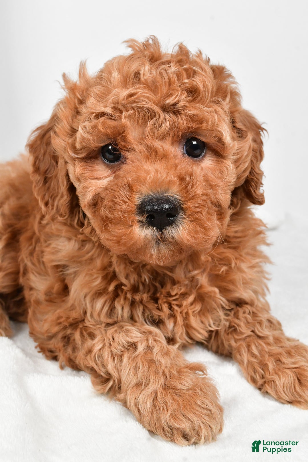 Mini Goldendoodle dogs for sale: Callie - Ad 2