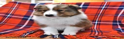 Shetland Sheepdog dogs for sale: Mr Christmas - Ad 4
