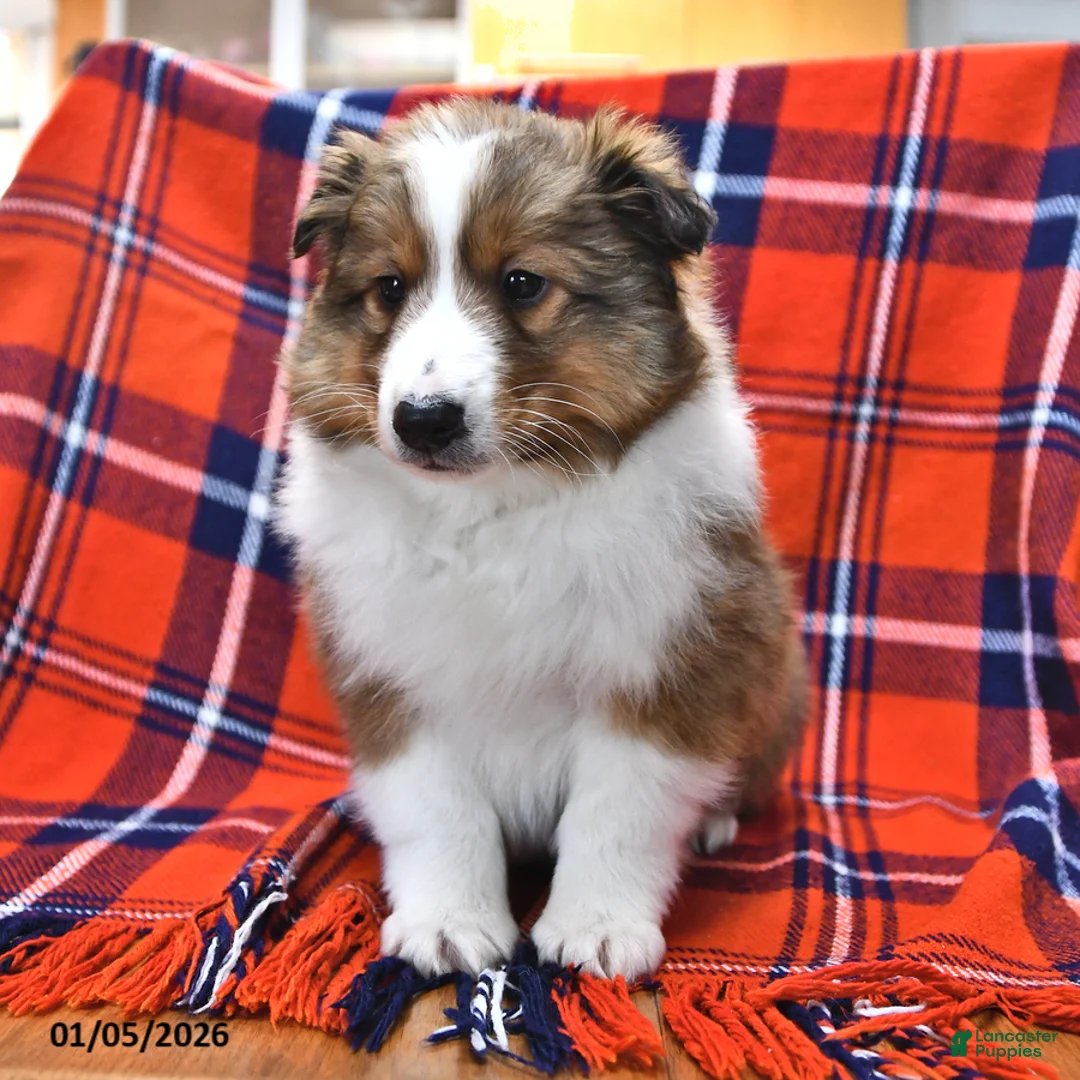 Shetland Sheepdog dogs for sale: Mr Christmas - Ad 4