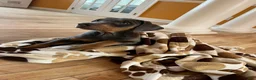 Doberman Pinscher dogs for sale: Elleven - Ad 5