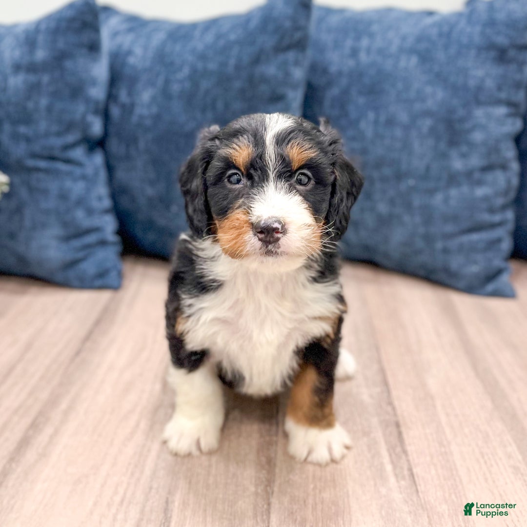 Mini Bernedoodle dogs for sale: Colt - Ad 2