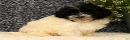 Havapoo dogs for sale: Spencer - Ad 7