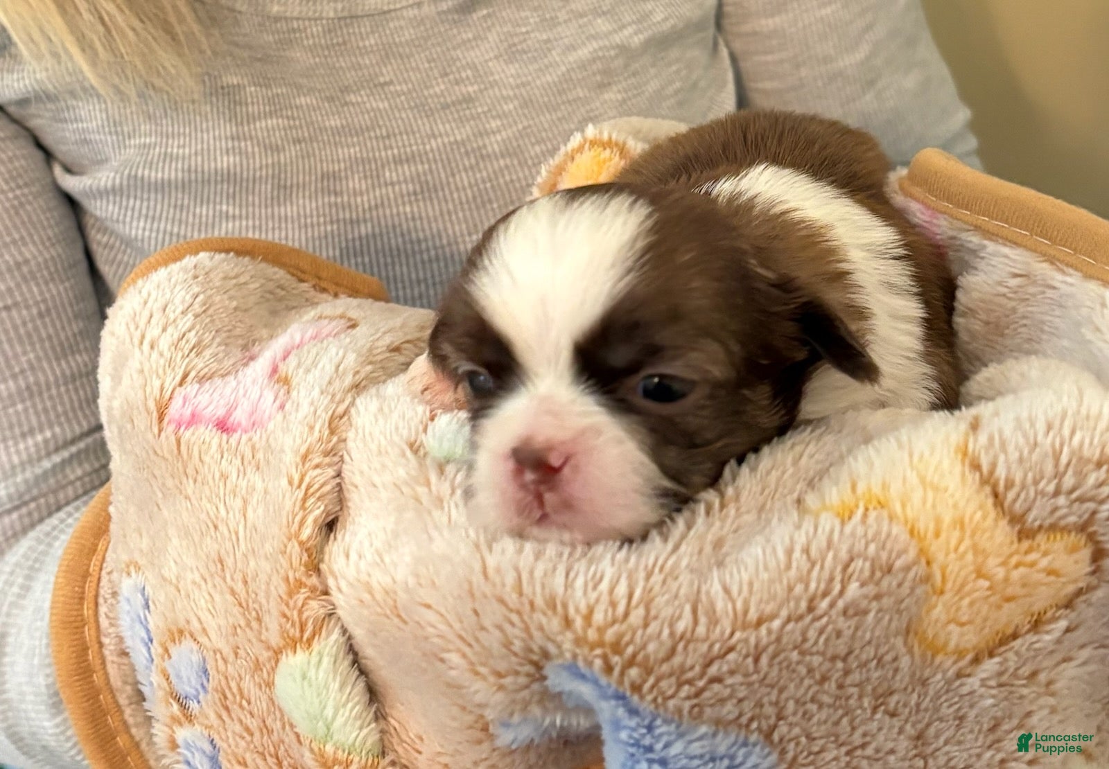 Shih Tzu dogs for sale: Xander - Ad 1