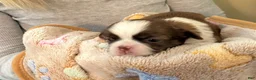 Shih Tzu dogs for sale: Xander - Ad 1