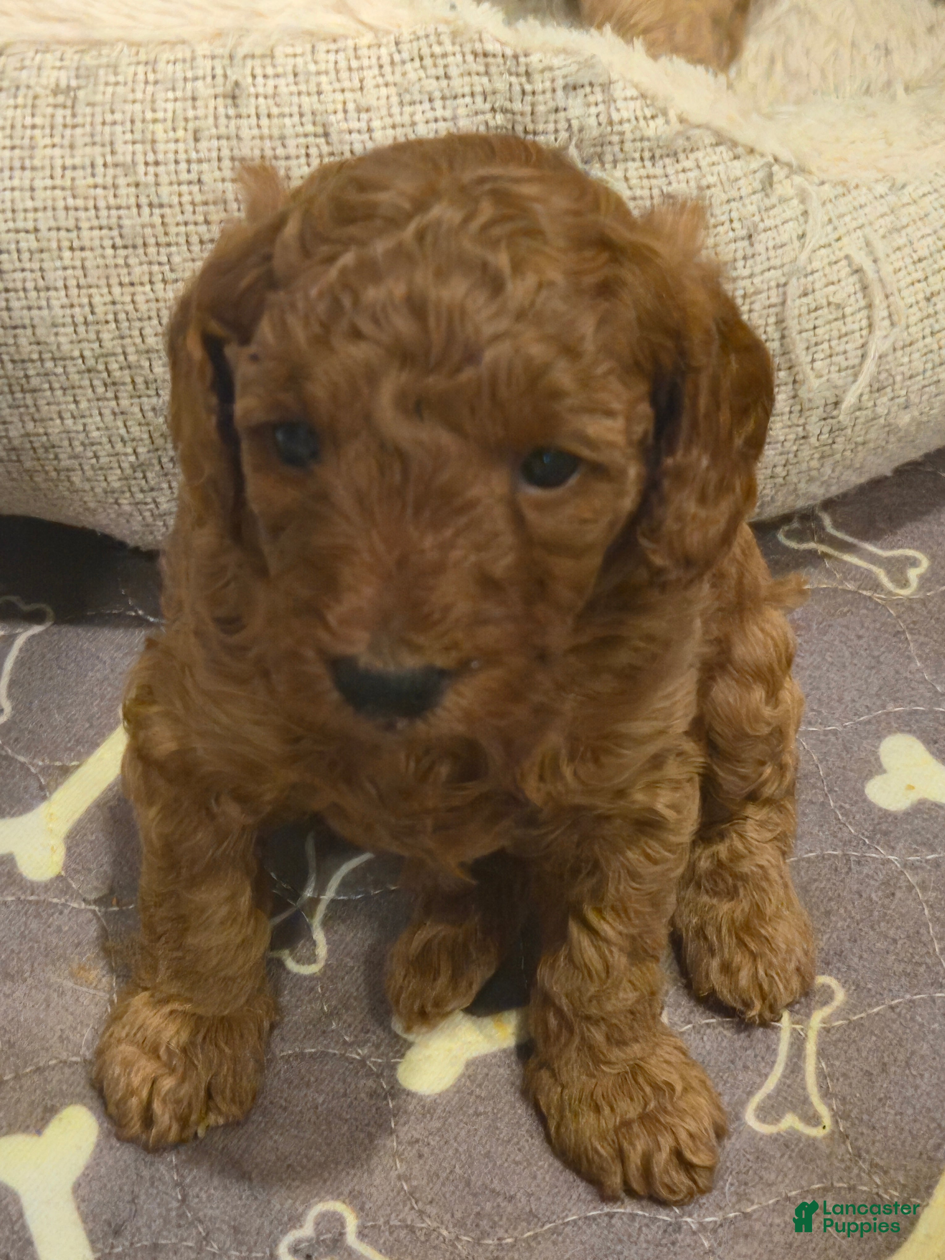 Toy Poodle dogs Toy Poodle Puppy 1 - Ad 29