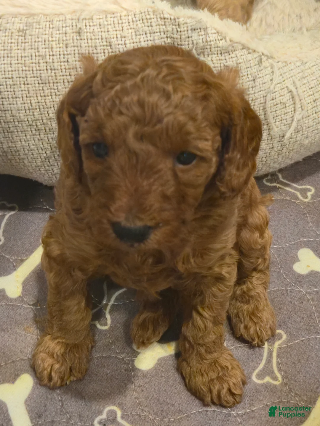 Toy Poodle dogs for sale: Toy Poodle Puppy 1 - Ad 1
