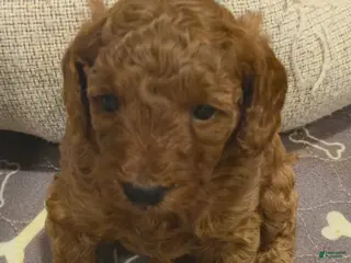 Toy Poodle dogs Toy Poodle Puppy 1 - Ad 29