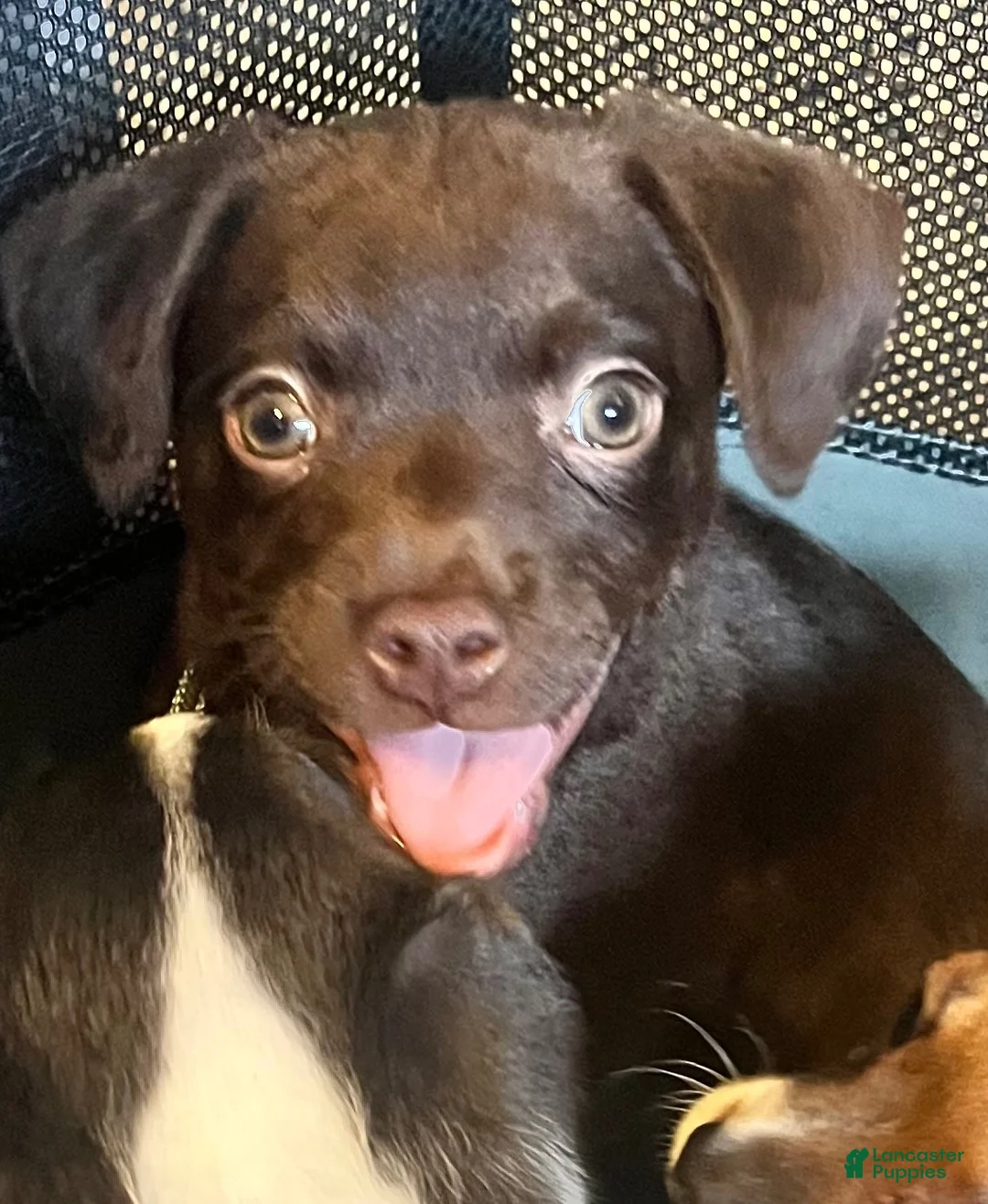 Mixed Breed dogs for sale: Andes - Ad 1