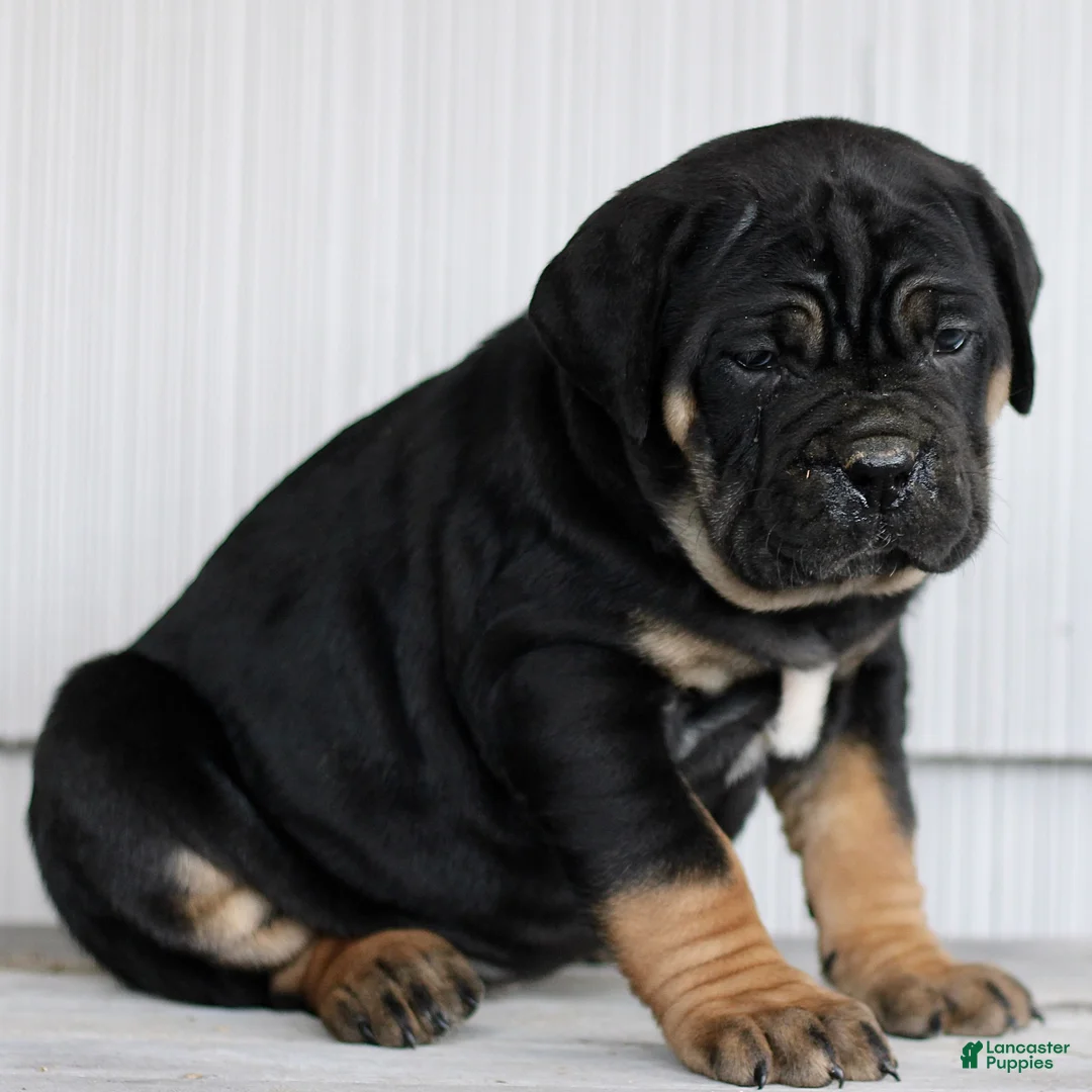 Cane Corso dogs for sale: Nina  - Ad 3