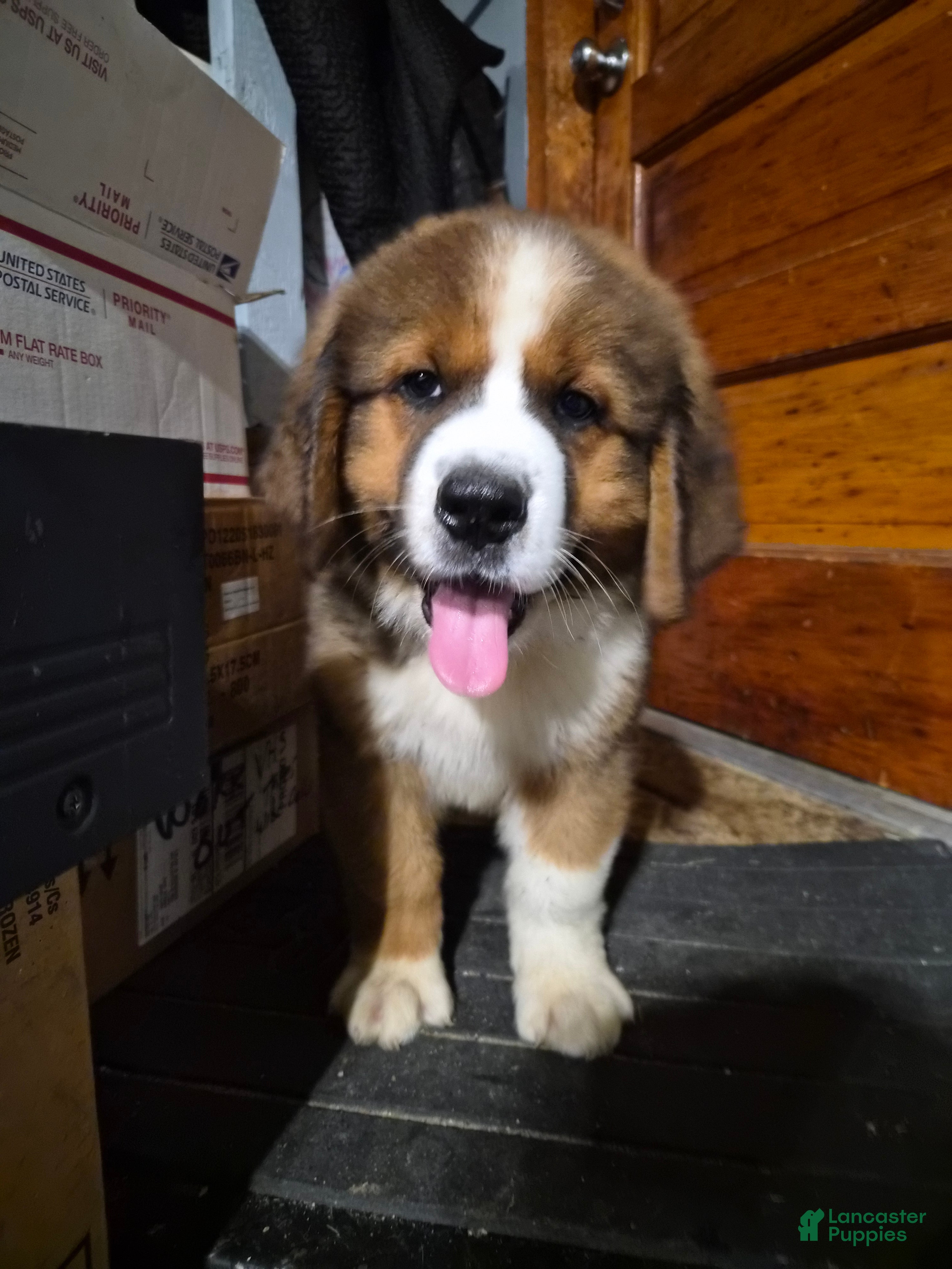 Mixed Breed dogs Mr Black 🖤 - Ad 2