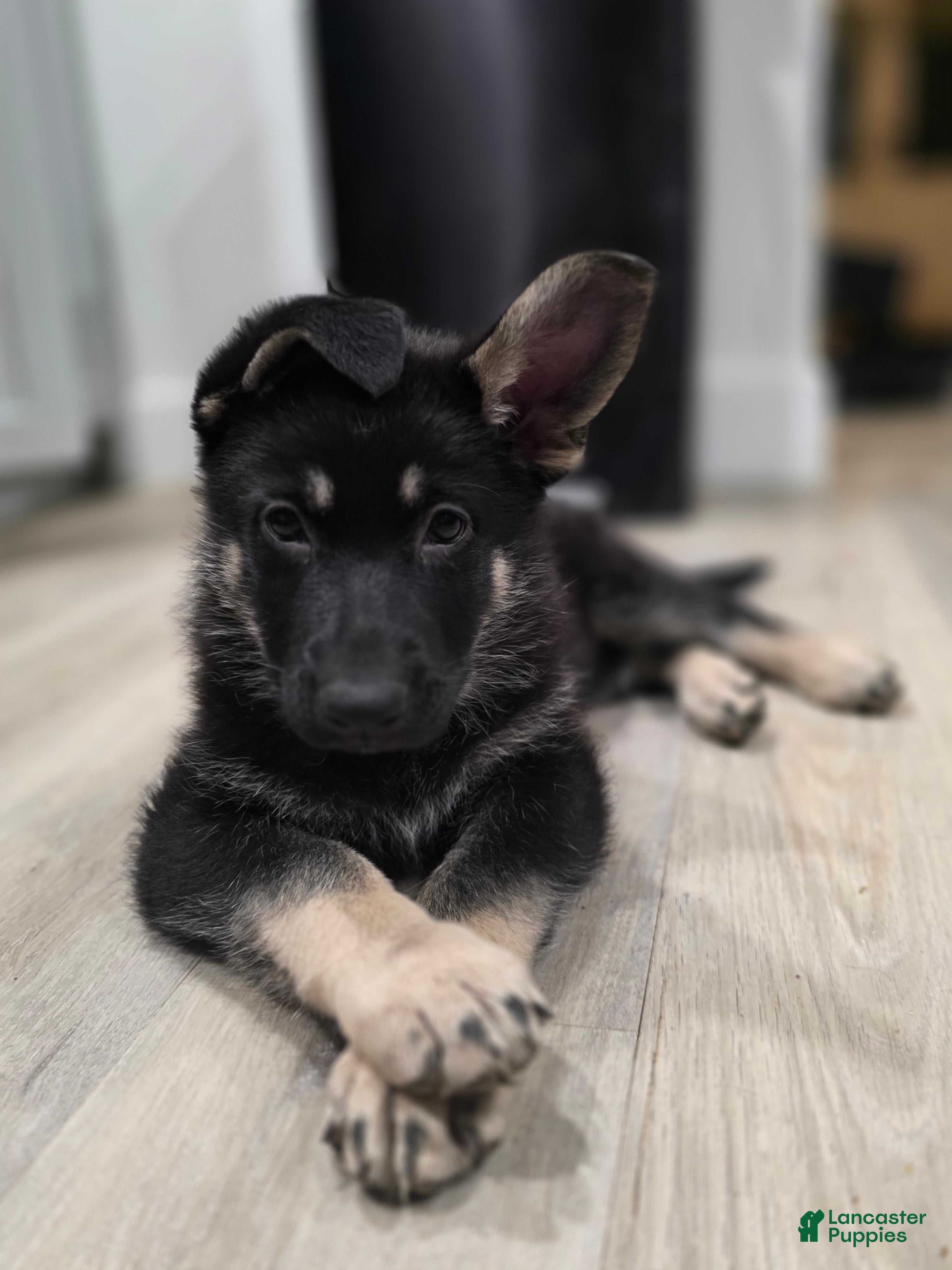 German Shepherd dogs Joanna  - Ad 22
