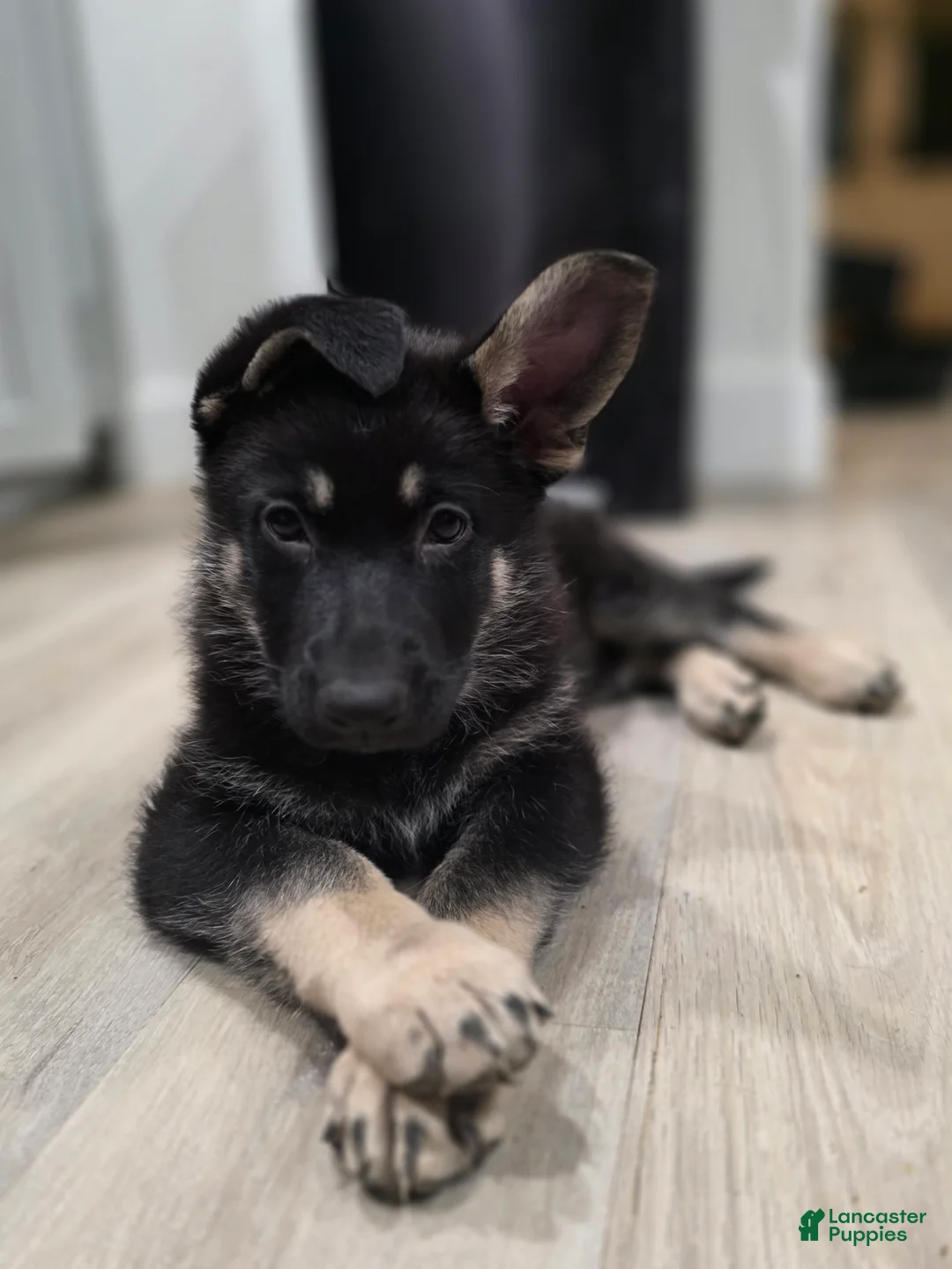 German Shepherd dogs for sale: Joanna  - Ad 1
