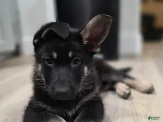 German Shepherd dogs Joanna - Ad 22