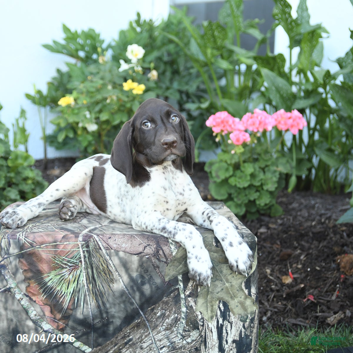 German Shorthaired Pointer dogs Drake - Ad 2