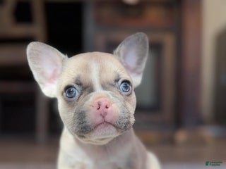 French Bulldog dogs - Ad 7