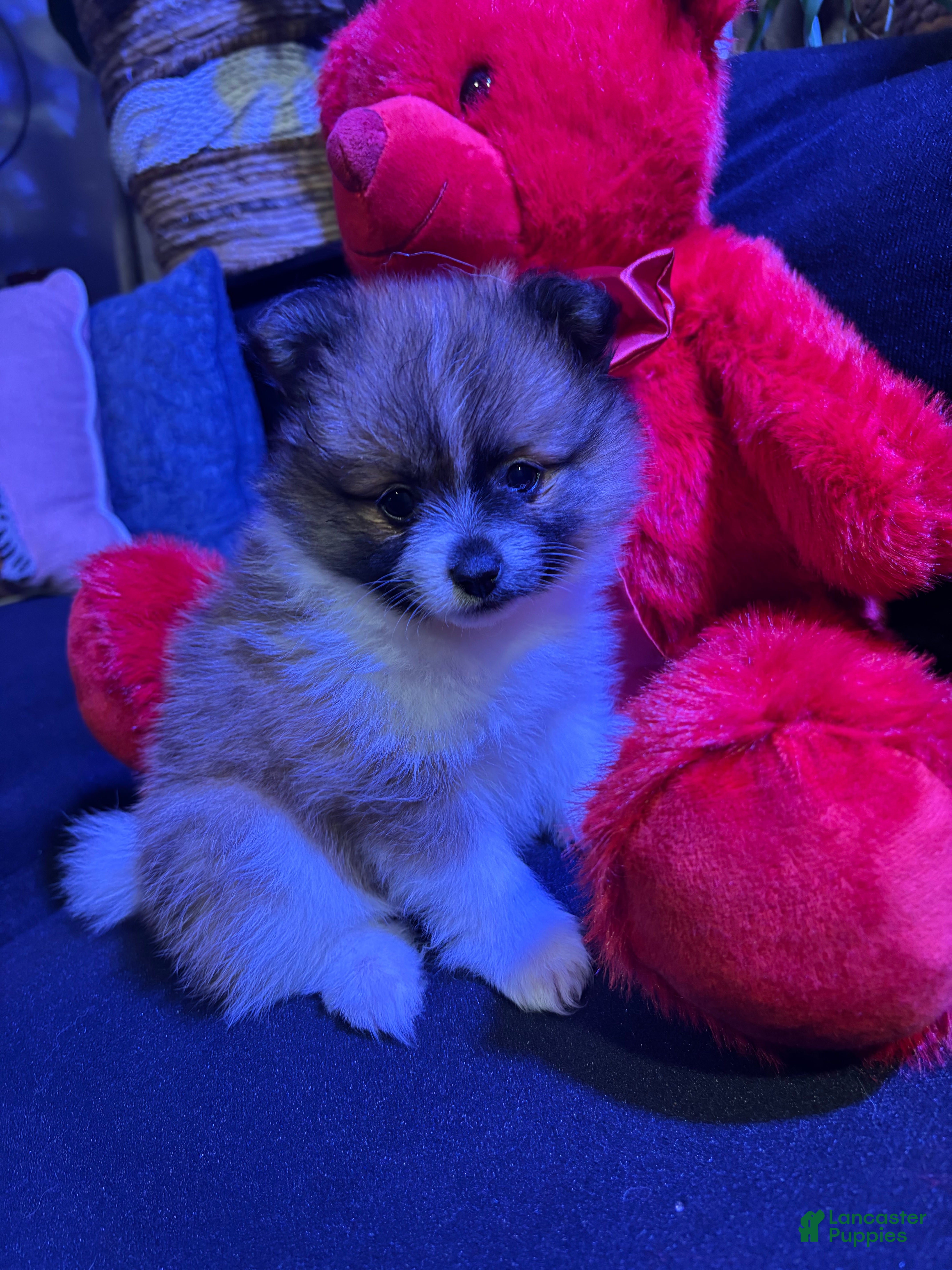 Pomeranian dogs Sparkles - Ad 8