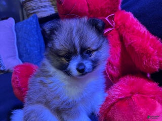 Pomeranian dogs Sparkles - Ad 40