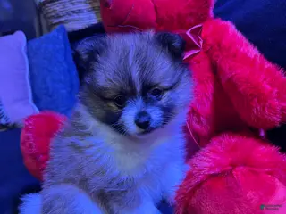 Pomeranian dogs Sparkles - Ad 1