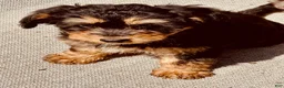 Bernedoodle dogs for sale: Charlotte, A Sweet Traditional Tri-Color Girl - Ad 5