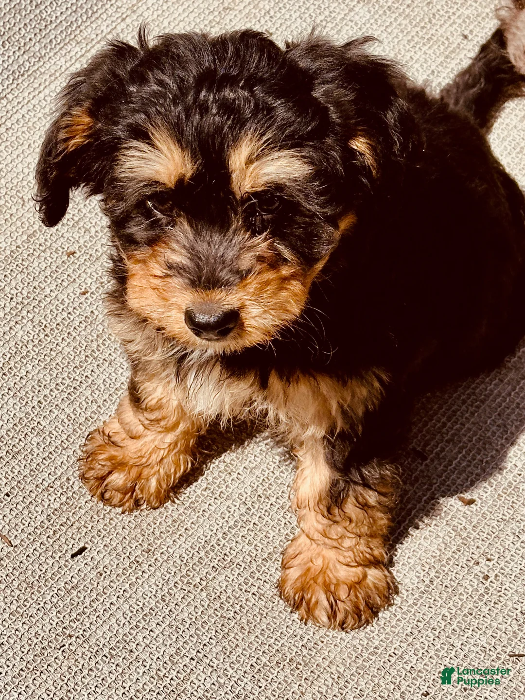 Bernedoodle dogs for sale: Charlotte, A Sweet Traditional Tri-Color Girl - Ad 5