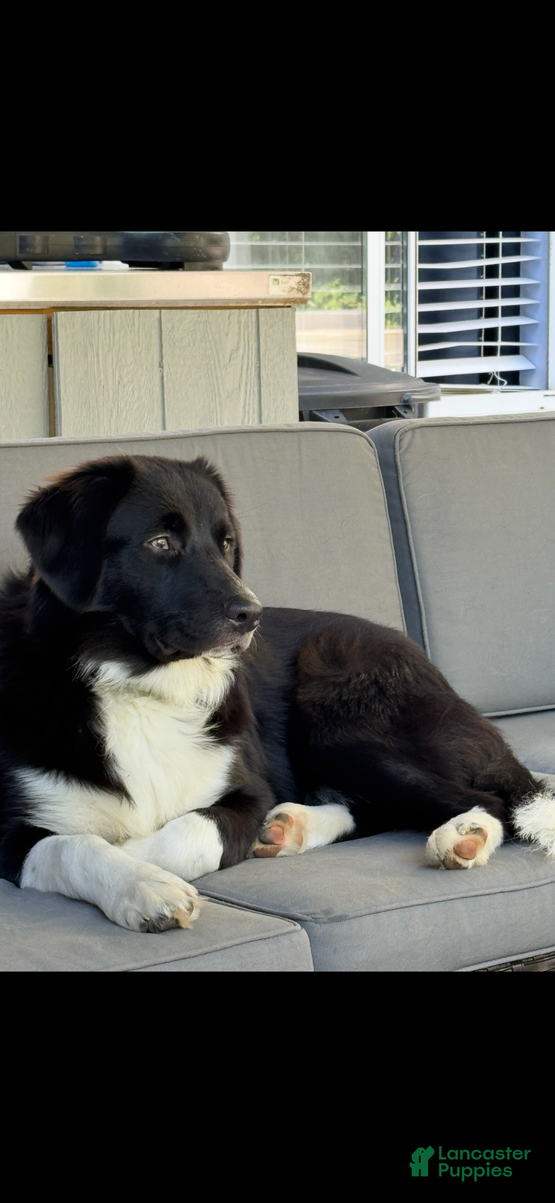 Australian Shepherd dogs for sale: Australian Shepherd Puppy 2 --- Abu  - Ad 4